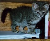 Here's a Tactical Tabby going over his notes