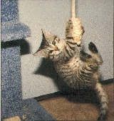 Here is a young Tactical Tabby in training